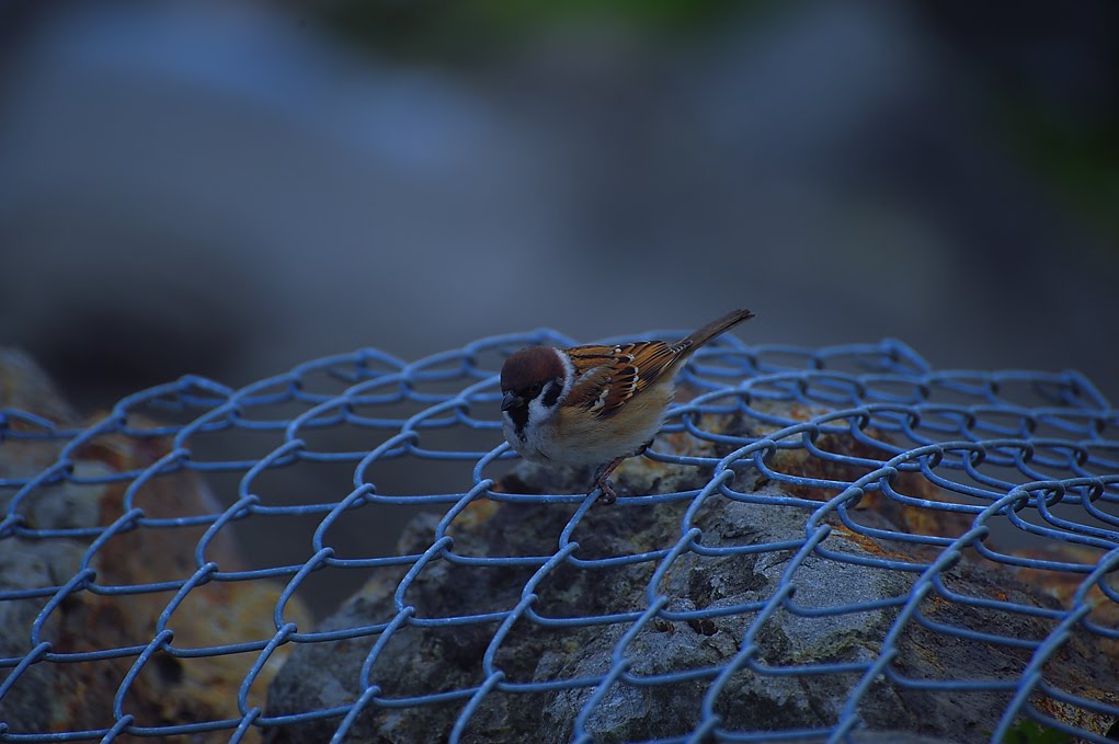 [江ノ島１２１０DSC_0310.jpg]