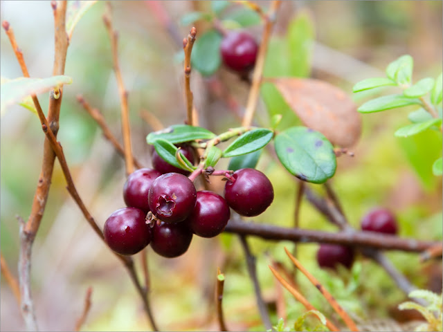 Брусника обыкновенная / Брусника (Vaccinium vitis-idaea)