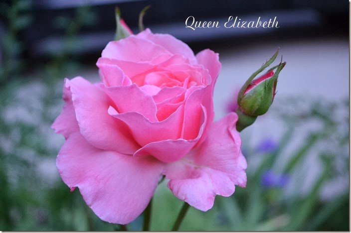Queen Elizabeth7