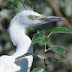 Cattle Egrets of all shapes and sizes