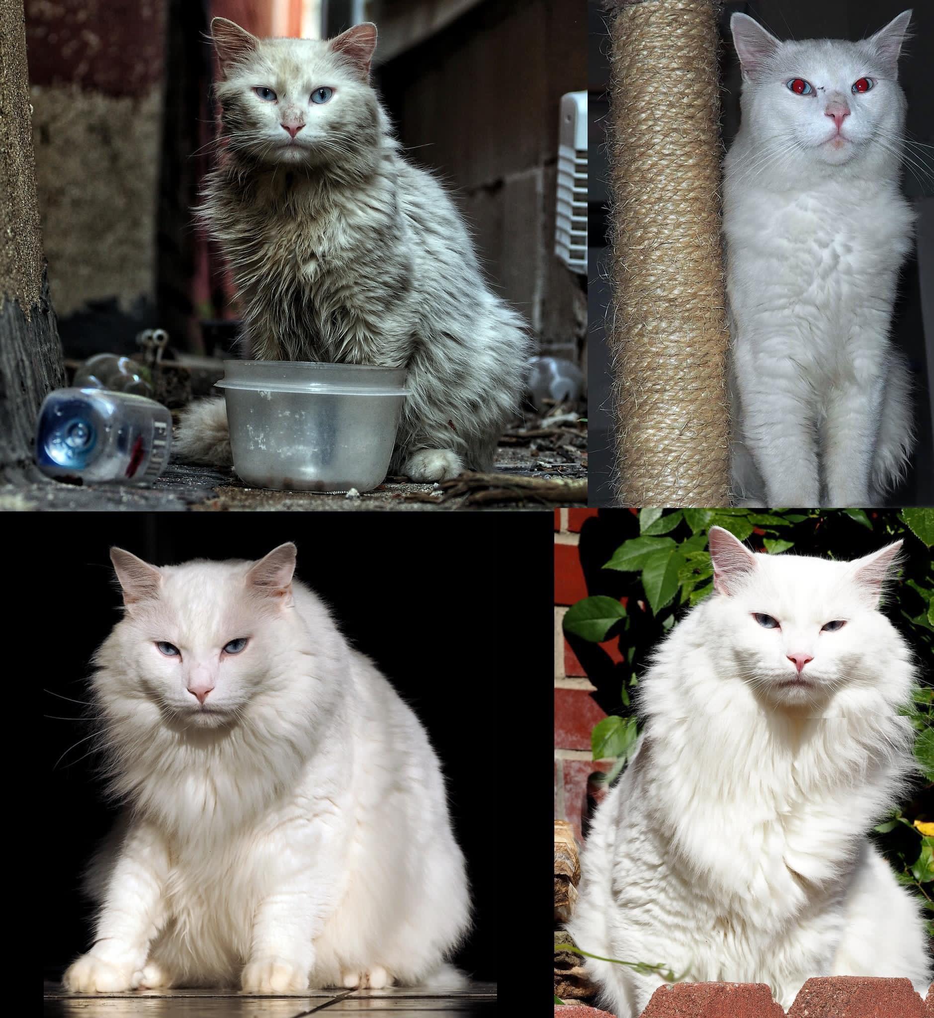 A Ragdoll before and after