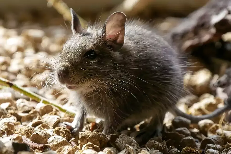 Rat, Rodent, Mouse, Eating food