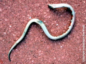 Florida Scarlet Snake aka Cemophora coccinea