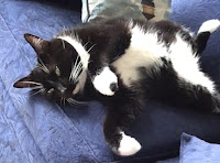 Black and white cat, reclined on blue couch