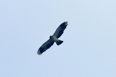 "Booted Eagle - Hieraaetus pennatus,Rare visitor to Mount Abu flying above."