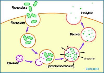 Exocytose