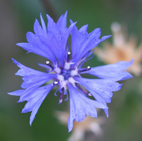 Close-up photo of a blue cornflower from above