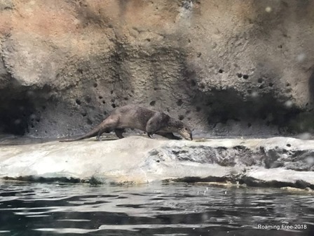 river otter