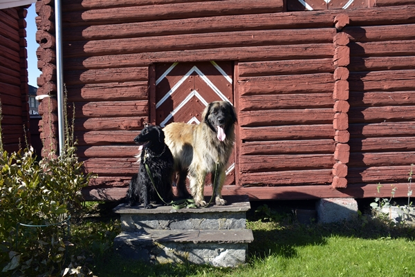 riddergården leonberger flat coated retriever