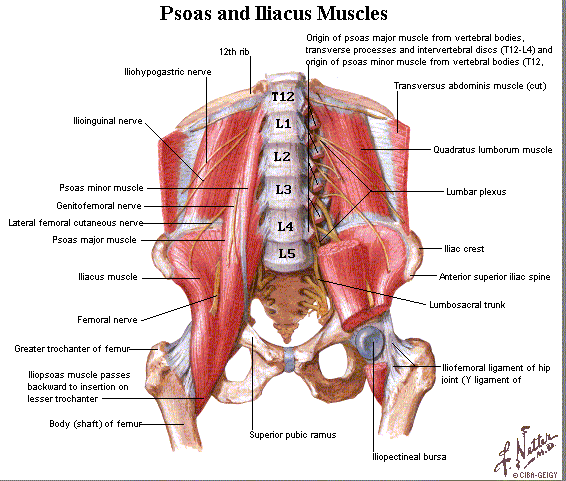 Me and My Hipster: Me and My Psoas