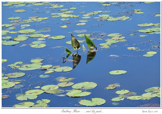 Sudbury River: ... and lily pads...