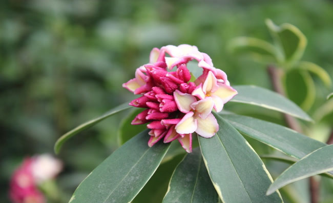 Daphne Flower