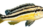 ikan niasa