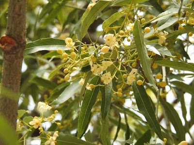 昆士蘭瓶幹樹的花序