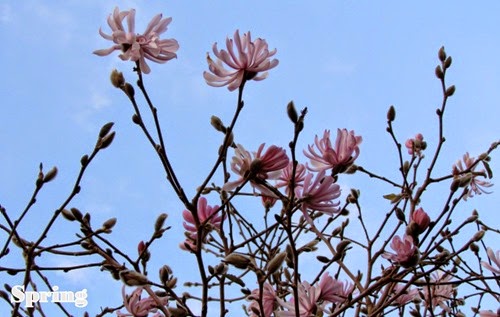 spring8