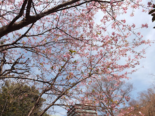 東京都の椿山荘の庭の桜画像