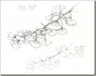ginkgo 2 sm