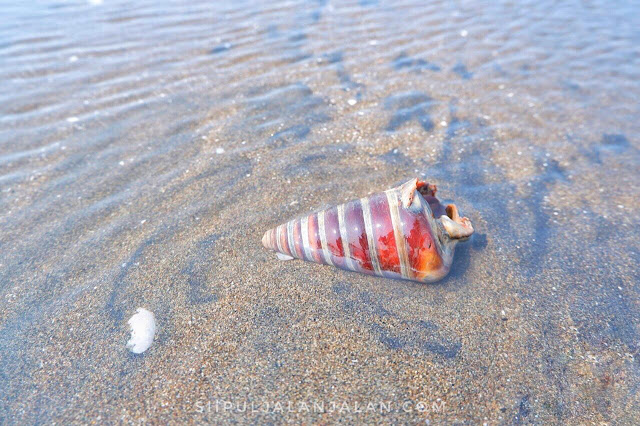 Biota laut di Pantai Muara Beting