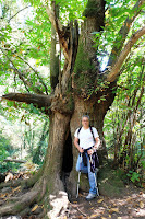 Conjunto de castanyers centenarios en Riells del Montseny