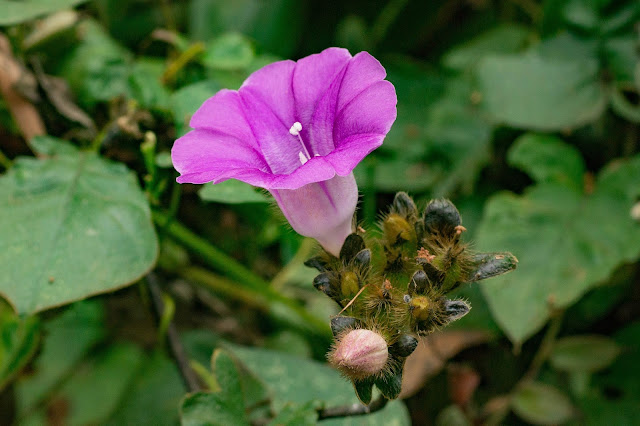 Argyreia capitiformis