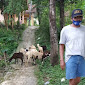 Bantuan Domba Aspirasi Parpol di Desa Kawungsari "Berceceran"