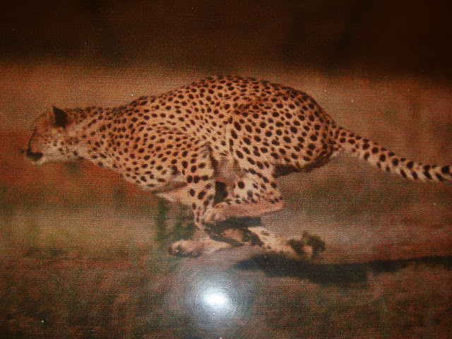 Amazing Cheetahs Facts, Amazing Cheetah