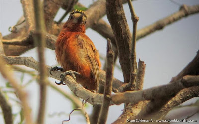 Chestnut Piculet