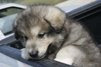 Alaskan-Malamute-puppy