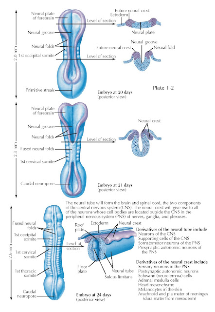 INITIAL FORMATION OF THE BRAIN AND SPINAL CORD: THE EMBRYO AT 20 TO 24 DAYS