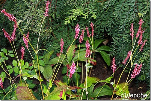 Persicaria-amplexicaule