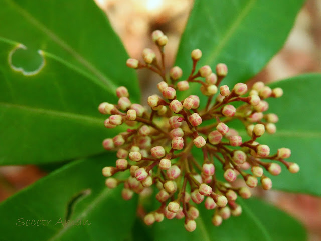 Skimmia japonica