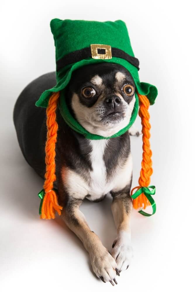 Funny St Patricks Day Pictures