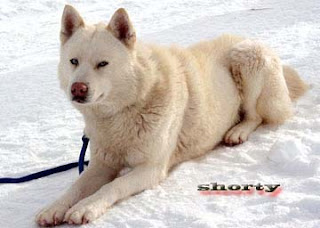 Eight below shorty