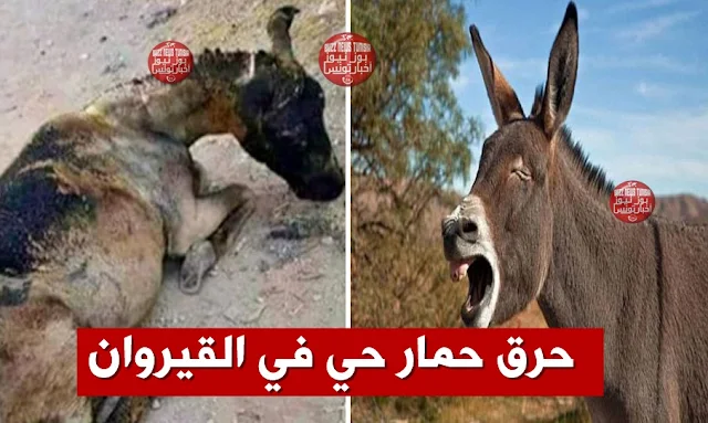 bruler-un-ane-vivant-a-kairouan