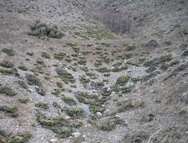 Donkeytail vale