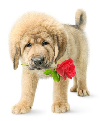 Perrito tibetano mastiff con rosa roja para el día del amor