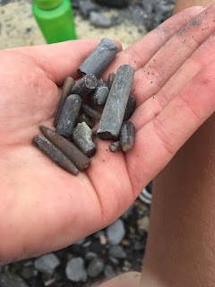 Belemnite fossils