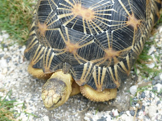 Astrochelys radiata - Tortue étoilée de Madagascar - Tortue rayonnée de Madagascar