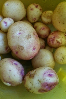 A Bowl of Potatoes ready to be washed and cooked