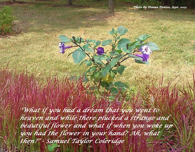 Purple flowers in grass. What if you had a dream... Ah, What Then. Samuel Taylor Coleridge