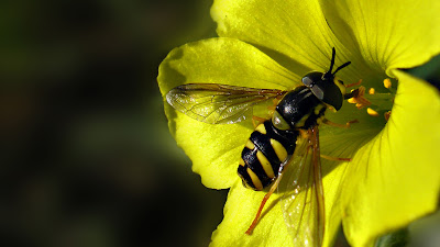 Wasp