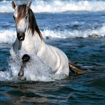 White Horse Running in Water-Wallpaper