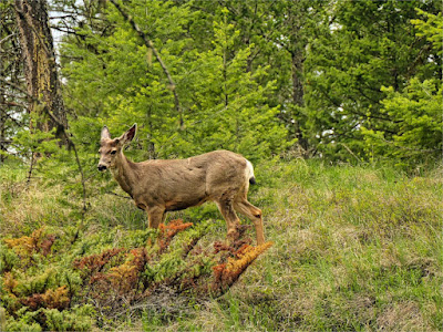 Mule Deer