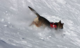 Avalanche-Dogs-identify the smell under several feet of snow