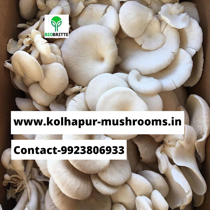 White oyster mushroom seeds / spawns available