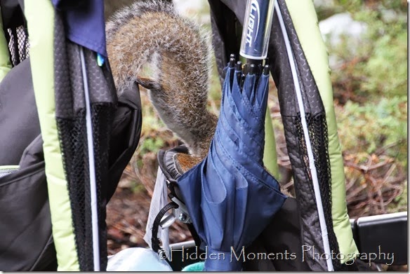 If You Give A Squrrel a Cookie 1