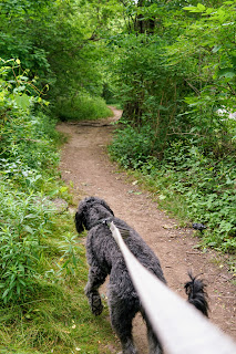 Keep your dog on leash when the trails are narrow.