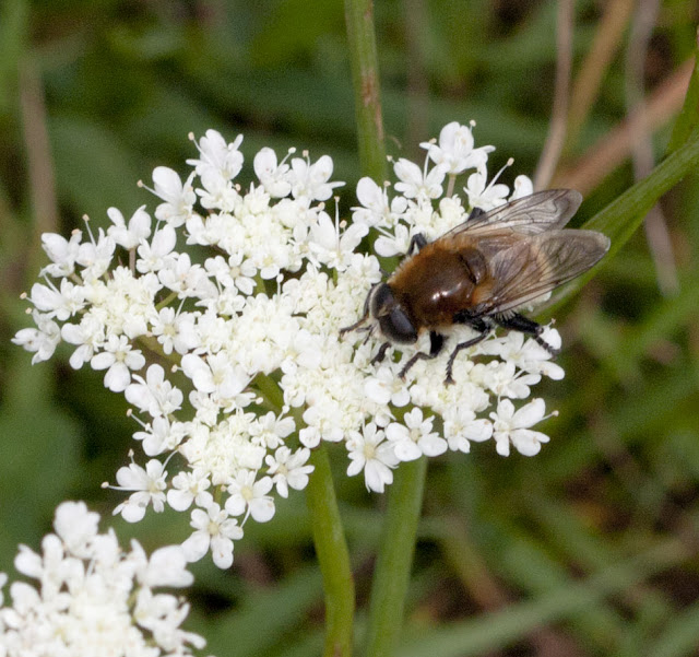 Hoverfly, Merodon equestris, on corky-fruited water dropwort, Oenanthe pimpinelloides.  Bumblebee walk in Jubilee Country Park, 19 June 2011.