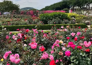 알록달록-활짝-핀-장미꽃