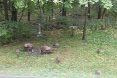 the "flock" at the from feeder